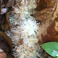 Plinia cauliflora (Mart.) Kausel